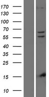 PINK1 Protein - Western validation with an anti-DDK antibody * L: Control HEK293 lysate R: Over-expression lysate