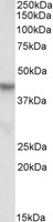 PINX1 Antibody - PINX1 antibody (0.3 ug/ml) staining of HepG2 lysate (35 ug protein in RIPA buffer). Primary incubation was 1 hour. Detected by chemiluminescence.