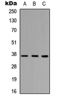 PINX1 Antibody - Western blot analysis of PINX1 expression in HEK293T (A); Raw264.7 (B); H9C2 (C) whole cell lysates.