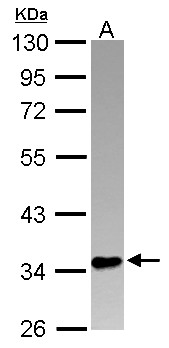PINX1 Antibody - Sample (30 ug of whole cell lysate) A: A549 10% SDS PAGE PINX1 antibody diluted at 1:1000
