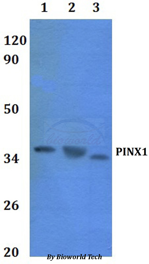 PINX1 Antibody - Western blot of PINX1 antibody at 1:500 dilution. Lane 1: HEK293T whole cell lysate. Lane 2: RAW264.7 whole cell lysate.