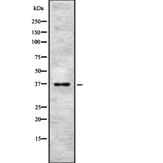 PINX1 Antibody - Western blot analysis of PINX1 using NIH-3T3 whole cells lysates