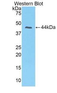 PIP / GCDFP-15 Antibody - Western blot of recombinant GCDFP 15 / PIP.  This image was taken for the unconjugated form of this product. Other forms have not been tested.