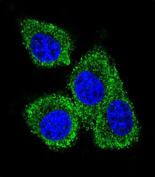 PIP / GCDFP-15 Antibody - Confocal immunofluorescence of GCDFP-15 Antibody with MDA-MB231 cell followed by Alexa Fluor 488-conjugated goat anti-rabbit lgG (green). DAPI was used to stain the cell nuclear (blue).