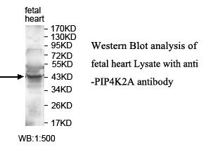 PIP4K2A / PIPK Antibody