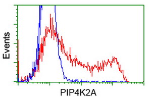 PIP4K2A / PIPK Antibody - HEK293T cells transfected with either overexpress plasmid (Red) or empty vector control plasmid (Blue) were immunostained by anti-PIP4K2A antibody, and then analyzed by flow cytometry.