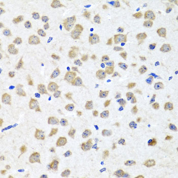 PIP4K2B Antibody - Immunohistochemistry of paraffin-embedded mouse brain tissue.