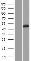 PIP4K2B Protein - Western validation with an anti-DDK antibody * L: Control HEK293 lysate R: Over-expression lysate