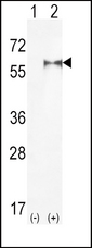 PIP5K1A Antibody - Western blot of PIP5K1A (arrow) using rabbit polyclonal hPIP5K1A-R34. 293 cell lysates (2 ug/lane) either nontransfected (Lane 1) or transiently transfected (Lane 2) with the PIP5K1A gene.