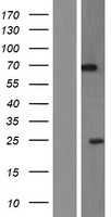 PIP5K1A Protein - Western validation with an anti-DDK antibody * L: Control HEK293 lysate R: Over-expression lysate