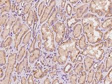 PIP5K1B Antibody - Immunochemical staining of human PIP5K1B in human kidney with rabbit polyclonal antibody at 1:300 dilution, formalin-fixed paraffin embedded sections.