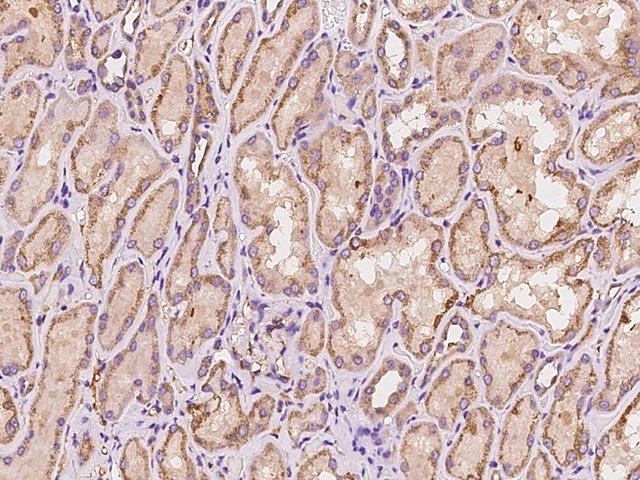 PIP5K1B Antibody - Immunochemical staining of human PIP5K1B in human kidney with rabbit polyclonal antibody at 1:300 dilution, formalin-fixed paraffin embedded sections.