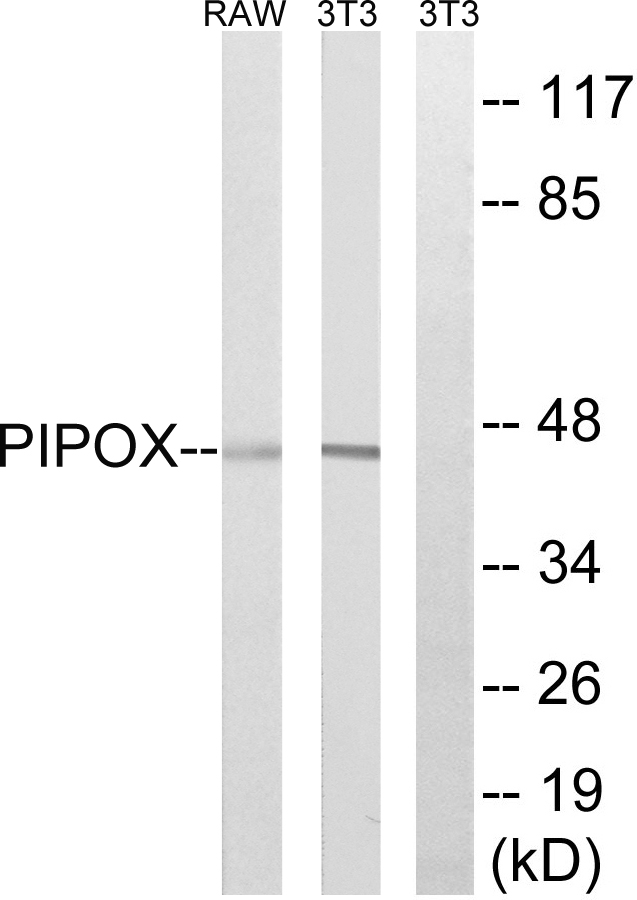 PIPOX / Sarcosine Oxidase Antibody - Western blot analysis of lysates from NIH/3T3 and RAW264.7 cells, using PIPOX Antibody. The lane on the right is blocked with the synthesized peptide.