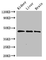 PIPOX / Sarcosine Oxidase Antibody - Positive WB detected in:Rat kidney tissue,Rat liver tissue,Mouse brain tissue;All lanes:PIPOX antibody at 2.4?g/ml;Secondary;Goat polyclonal to rabbit IgG at 1/50000 dilution;Predicted band size: 45 KDa;Observed band size: 45 KDa;