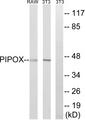 PIPOX / Sarcosine Oxidase Antibody - Western blot analysis of extracts from NIH/3T3 cells and RAW264.7 cells, using PIPOX antibody.