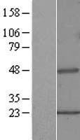 PIPOX / Sarcosine Oxidase Protein - Western validation with an anti-DDK antibody * L: Control HEK293 lysate R: Over-expression lysate