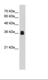 Pirin / PIR Antibody - HepG2 Cell Lysate.  This image was taken for the unconjugated form of this product. Other forms have not been tested.