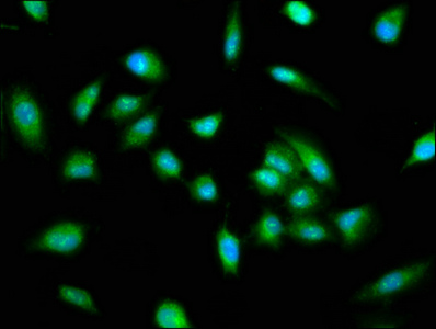 Pirin / PIR Antibody - Immunofluorescence staining of Hela cells with PIR Antibody at 1:100, counter-stained with DAPI. The cells were fixed in 4% formaldehyde, permeabilized using 0.2% Triton X-100 and blocked in 10% normal Goat Serum. The cells were then incubated with the antibody overnight at 4°C. The secondary antibody was Alexa Fluor 488-congugated AffiniPure Goat Anti-Rabbit IgG(H+L).