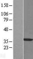 Pirin / PIR Protein - Western validation with an anti-DDK antibody * L: Control HEK293 lysate R: Over-expression lysate