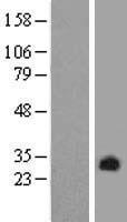 Pirin / PIR Protein - Western validation with an anti-DDK antibody * L: Control HEK293 lysate R: Over-expression lysate