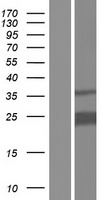 PITHD1 / C1orf128 Protein - Western validation with an anti-DDK antibody * L: Control HEK293 lysate R: Over-expression lysate