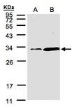 PITPNA Antibody - Sample (30 ug of whole cell lysate). A: Hep G2, B: MOLT4. 12% SDS PAGE. PITPNA antibody diluted at 1:1500
