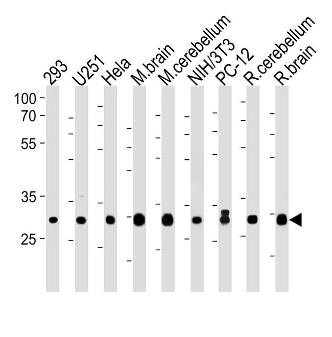 PITPNA Antibody - PITPNA Antibody western blot of 293,U251,HeLa,mouse NIH/3T3 and rat PC12 cell line and mouse brain cerebellum,rat cerebellum and brain lysates (35 ug/lane). The PITPNA antibody detected the PITPNA protein (arrow).