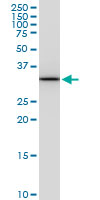 PITPNA Antibody - PITPNA monoclonal antibody (M01), clone 4G10. Western Blot analysis of PITPNA expression in PC-12.