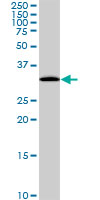 PITPNA Antibody - PITPNA monoclonal antibody (M01), clone 4G10. Western Blot analysis of PITPNA expression in HepG2.