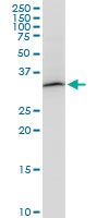 PITPNA Antibody - PITPNA monoclonal antibody (M01), clone 4G10. Western Blot analysis of PITPNA expression in NIH/3T3.
