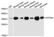 PITPNA Antibody - Western blot analysis of extracts of various cell lines, using PITPNA antibody at 1:3000 dilution. The secondary antibody used was an HRP Goat Anti-Rabbit IgG (H+L) at 1:10000 dilution. Lysates were loaded 25ug per lane and 3% nonfat dry milk in TBST was used for blocking. An ECL Kit was used for detection and the exposure time was 60s.