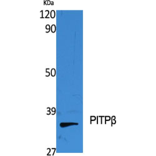 PITPNB Antibody - Western blot of PITPbeta antibody