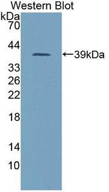 PITPNB Antibody - Western blot of PITPNB antibody.