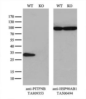 PITPNB Antibody - Equivalent amounts of cell lysates  and PITPNB-Knockout Hela cells  were separated by SDS-PAGE and immunoblotted with anti-PITPNB monoclonal antibody(1:500). Then the blotted membrane was stripped and reprobed with anti-HSP90AB1 antibody  as a loading control.