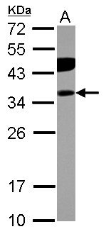 PITPNB Antibody - Sample (30 ug of whole cell lysate) A: Jurkat 12% SDS PAGE PITPNB antibody diluted at 1:1000