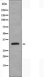 PITPNB Antibody - Western blot analysis of extracts of HepG2 cells using PITPNB antibody.