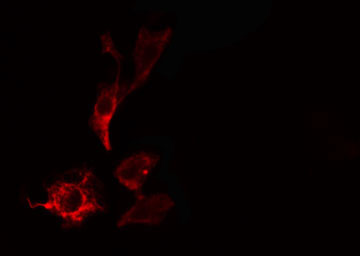 PITPNB Antibody - Staining HepG2 cells by IF/ICC. The samples were fixed with PFA and permeabilized in 0.1% Triton X-100, then blocked in 10% serum for 45 min at 25°C. The primary antibody was diluted at 1:200 and incubated with the sample for 1 hour at 37°C. An Alexa Fluor 594 conjugated goat anti-rabbit IgG (H+L) antibody, diluted at 1/600, was used as secondary antibody.