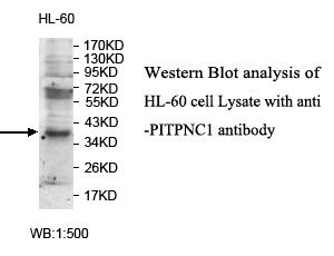 PITPNC1 Antibody