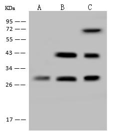 PITPNC1 Antibody - Anti-PITPNC1 rabbit polyclonal antibody at 1:500 dilution. Lane A: HepG2 Whole Cell Lysate. Lane B: RT-4 Whole Cell Lysate. Lane C: U-251 MG Whole Cell Lysate. Lysates/proteins at 30 ug per lane. Secondary: Goat Anti-Rabbit IgG (H+L)/HRP at 1/10000 dilution. Developed using the ECL technique. Performed under reducing conditions. Predicted band size: 38 kDa.