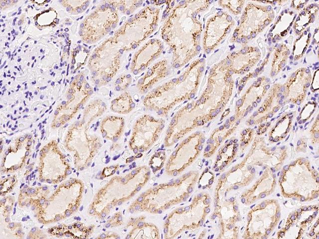 PITPNC1 Antibody - Immunochemical staining of human PITPNC1 in human kidney with rabbit polyclonal antibody at 1:100 dilution, formalin-fixed paraffin embedded sections.
