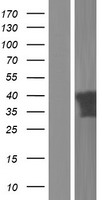 PITPNC1 Protein - Western validation with an anti-DDK antibody * L: Control HEK293 lysate R: Over-expression lysate