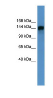 PITPNM1 / NIR2 Antibody - PITPNM1 / NIR2 antibody Western blot of Fetal Heart lysate.  This image was taken for the unconjugated form of this product. Other forms have not been tested.