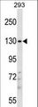 PITPNM2 / NIR3 Antibody - PITPNM2 Antibody western blot of 293 cell line lysates (35 ug/lane). The PITPNM2 antibody detected the PITPNM2 protein (arrow).