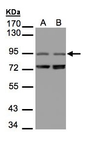 PITPNM3 / NIR1 Antibody - Sample (30 ug of whole cell lysate). A:293T, B: Raji. 7.5% SDS PAGE. PITPNM3 antibody diluted at 1:1500