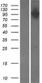 PITPNM3 / NIR1 Protein - Western validation with an anti-DDK antibody * L: Control HEK293 lysate R: Over-expression lysate