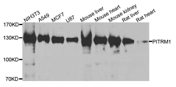 PITRM1 / MP1 Antibody - Western blot analysis of extracts of various cell lines.