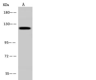 PITRM1 / MP1 Antibody - Anti-PITRM1 rabbit polyclonal antibody at 1:500 dilution. Lane A: U-251 MG Whole Cell Lysate. Lysates/proteins at 30 ug per lane. Secondary: Goat Anti-Rabbit IgG (H+L)/HRP at 1/10000 dilution. Developed using the ECL technique. Performed under reducing conditions. Predicted band size: 117 kDa. Observed band size: 120 kDa.