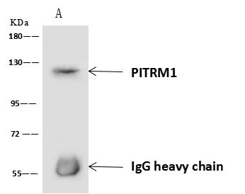 PITRM1 / MP1 Antibody - PITRM1 was immunoprecipitated using: Lane A: 0.5 mg U-251 MG Whole Cell Lysate. 4 uL anti-PITRM1 rabbit polyclonal antibody and 60 ug of Immunomagnetic beads Protein A/G. Primary antibody: Anti-PITRM1 rabbit polyclonal antibody, at 1:100 dilution. Secondary antibody: Goat Anti-Rabbit IgG (H+L)/HRP at 1/10000 dilution. Developed using the ECL technique. Performed under reducing conditions. Predicted band size: 117 kDa. Observed band size: 117 kDa.