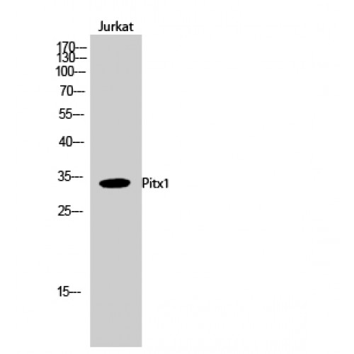 PITX1 Antibody - Western blot of Pitx1 antibody