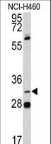 PITX1 Antibody - Western blot of PITX1 antibody in NCI-H460 cell line lysates (35 ug/lane). PITX1 (arrow) was detected using the purified antibody.